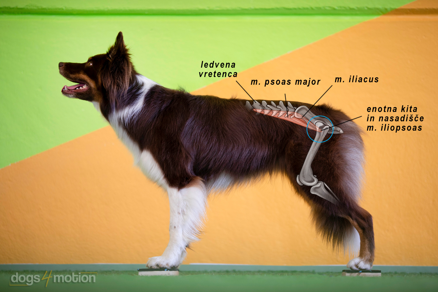 Canine physiotherapy session during clinical examination